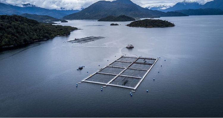 Centro Salmonero.jpg